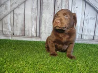 Shadow , a male Labrador Retriever for sale in Fort Wayne, IN – 2 of 4