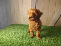 Rusty, a male Poodle - Toy  for sale in Fort Wayne, IN – 9 of 9
