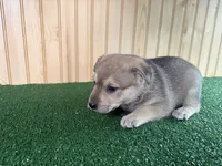 Maple, a female Australian Cattle Dog and Labrador Retriever for sale in Fort Wayne, IN – 2 of 2