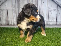Honey , a female Australian Shepherd and Bernese Mountain Dog for sale in Fort Wayne, IN – 6 of 6