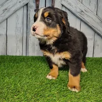 Olivia, a female Bernese Mountain Dog for sale in Fort Wayne, IN – Photo 3 of 4