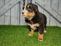 processed/b261adb2-f2d0-4d08-b959-3193222ef0e6/listing/2b82aabb-8769-4731-9f2b-8172614b4f61/74afd7f8-5a01-4bf5-9f7a-461d50915f3f