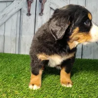 Olivia, a female Bernese Mountain Dog for sale in Fort Wayne, IN – Photo 4 of 4