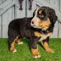 Olivia, a female Bernese Mountain Dog for sale in Fort Wayne, IN – Photo 1 of 4