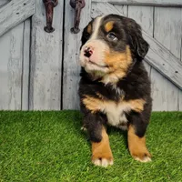 Olivia, a female Bernese Mountain Dog for sale in Fort Wayne, IN – Photo 2 of 4