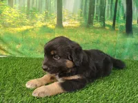 Tyson, a male American Bulldog and Australian Shepherd for sale in Fort Wayne, IN – 5 of 8