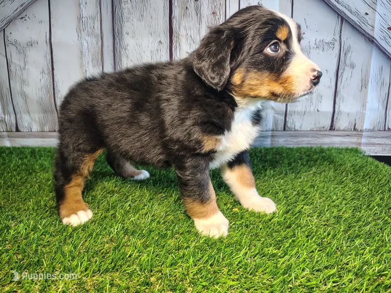 Hunter – Australian Shepherd, Bernese Mountain Dog puppy for sale in Fort Wayne, IN
