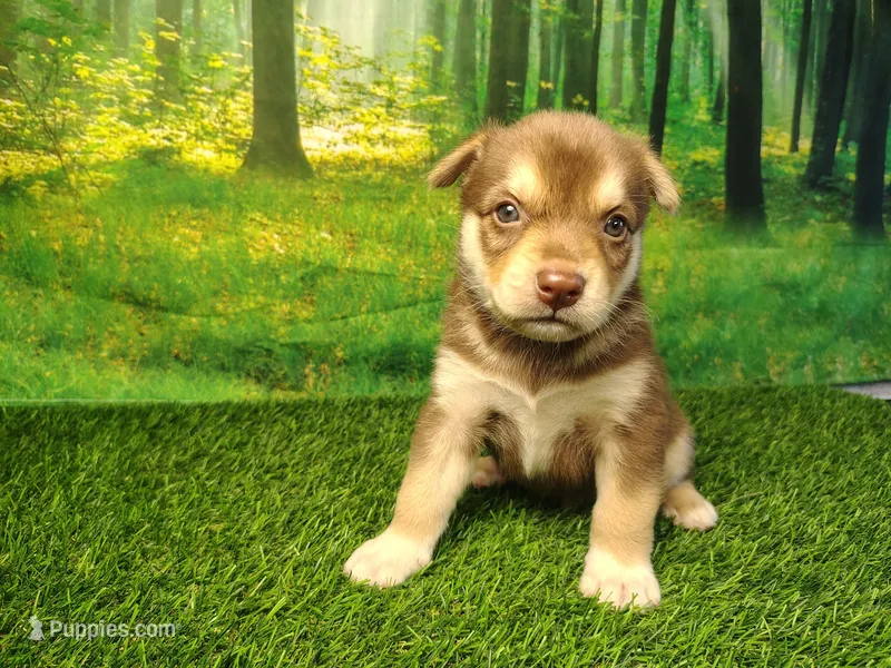 Yukon – German Shepherd Dog, Siberian Husky puppy for sale in Fort Wayne, IN