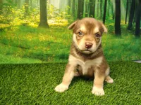 Yukon, a male German Shepherd Dog and Siberian Husky for sale in Fort Wayne, IN – 1 of 5