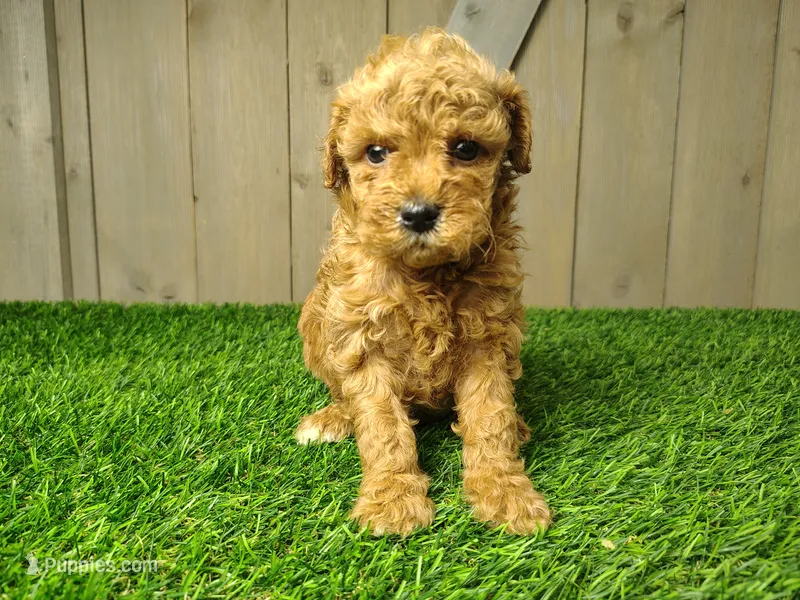 Lexie – Poodle - Miniature  puppy for sale in Fort Wayne, IN