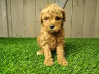 Lexie, a female Poodle - Miniature  for sale in Fort Wayne, IN – 1 of 3