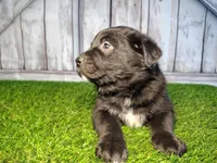 Apollo, a male Australian Cattle Dog and Labrador Retriever for sale in Fort Wayne, IN – Photo 2 of 3