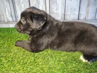 Apollo, a male Australian Cattle Dog and Labrador Retriever for sale in Fort Wayne, IN – Photo 3 of 3