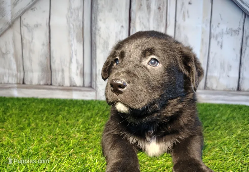 Apollo – Australian Cattle Dog, Labrador Retriever puppy for sale in Fort Wayne, IN