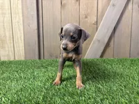 Sophie, a female Miniature Pinscher for sale in Fort Wayne, IN – 1 of 5
