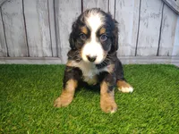 Honey , a female Australian Shepherd and Bernese Mountain Dog for sale in Fort Wayne, IN – 5 of 6