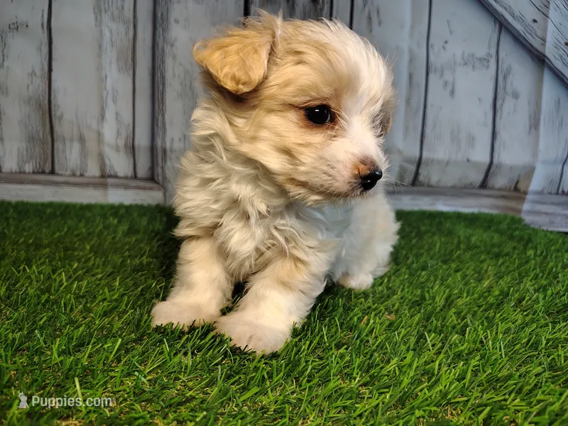 Scout  – Maltese puppy for sale in Fort Wayne, IN