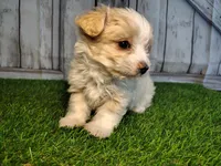 Scout , a male Maltese for sale in Fort Wayne, IN – 1 of 5