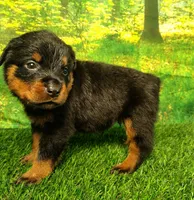 Mason, a male Rottweiler for sale in Fort Wayne, IN – 2 of 3