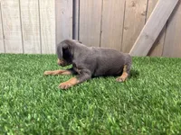 Stella , a female Miniature Pinscher for sale in Fort Wayne, IN – 2 of 5
