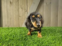Mae , a female Miniature Dachshund for sale in Fort Wayne, IN – 3 of 4