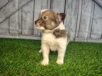 Louie, a male Pomeranian and Poodle - Miniature  for sale in Fort Wayne, IN – 4 of 5