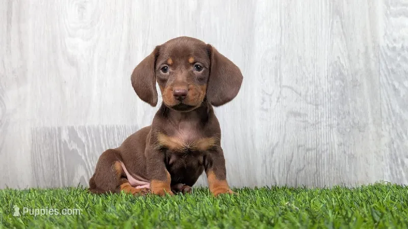 Marc – Miniature Dachshund puppy for sale in Fort Wayne, IN