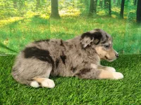 Tia, a female American Bulldog and Australian Shepherd for sale in Fort Wayne, IN – 2 of 3