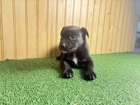 Sugar , a female Australian Cattle Dog and Labrador Retriever for sale in Fort Wayne, IN – 3 of 3