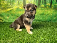 Yasmine, a female German Shepherd Dog and Siberian Husky for sale in Fort Wayne, IN – 2 of 4