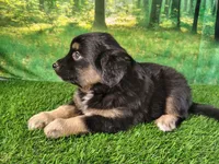 Tyson, a male American Bulldog and Australian Shepherd for sale in Fort Wayne, IN – 1 of 8