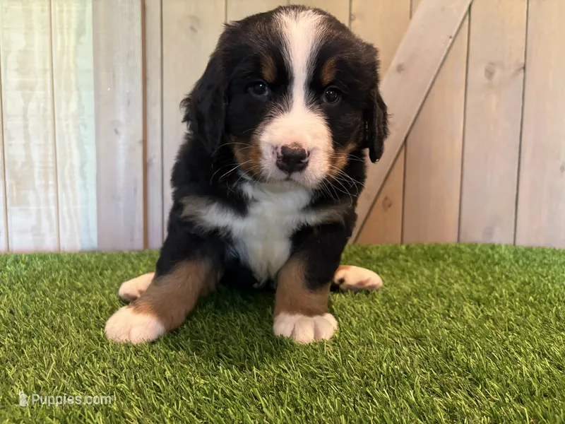 Annie  – Bernese Mountain Dog puppy for sale in Fort Wayne, IN