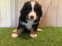 Annie , a female Bernese Mountain Dog for sale in Fort Wayne, IN – 1 of 3