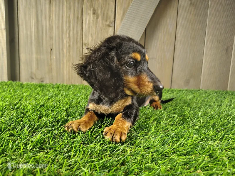 Mae  – Miniature Dachshund puppy for sale in Fort Wayne, IN