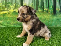 Tank, a male American Bulldog and Australian Shepherd for sale in Fort Wayne, IN – 4 of 5