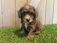 Jolie, a female Poodle - Toy  for sale in Fort Wayne, IN – 6 of 6