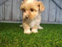 Sage, a female Maltese for sale in Fort Wayne, IN – 3 of 4