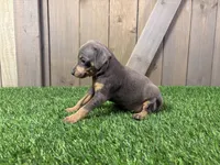 Sophie, a female Miniature Pinscher for sale in Fort Wayne, IN – 5 of 5