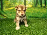 Yukon, a male German Shepherd Dog and Siberian Husky for sale in Fort Wayne, IN – 2 of 5