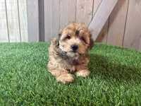 Ember, a female Morkie for sale in Fort Wayne, IN – 8 of 9