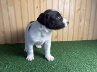 Skip , a male Australian Cattle Dog and Labrador Retriever for sale in Fort Wayne, IN – 5 of 6