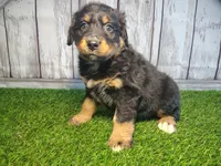 Harper, a female Australian Shepherd and Bernese Mountain Dog for sale in Fort Wayne, IN – 6 of 6