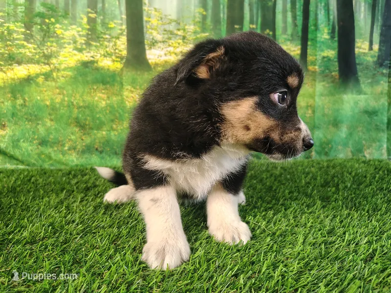Tina – American Bulldog, Australian Shepherd puppy for sale in Fort Wayne, IN
