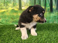 Tina, a female American Bulldog and Australian Shepherd for sale in Fort Wayne, IN – 2 of 3