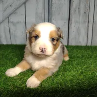 Cooper, a male Australian Shepherd for sale in Fort Wayne, IN – Photo 1 of 3