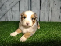 Cooper, a male Australian Shepherd for sale in Fort Wayne, IN – Photo 1 of 3