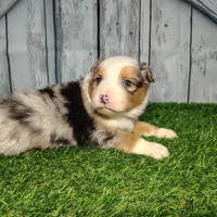 Cooper, a male Australian Shepherd for sale in Fort Wayne, IN – Photo 2 of 3