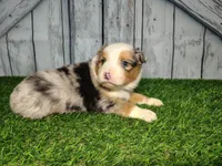 Cooper, a male Australian Shepherd for sale in Fort Wayne, IN – Photo 2 of 3
