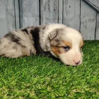 Cooper, a male Australian Shepherd for sale in Fort Wayne, IN – Photo 3 of 3