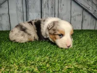 Cooper, a male Australian Shepherd for sale in Fort Wayne, IN – Photo 3 of 3